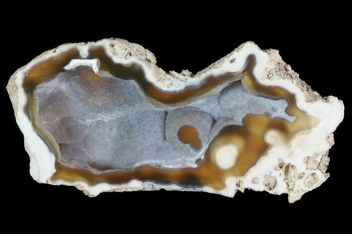 Agatized Fossil Coral Geode - Florida #82813